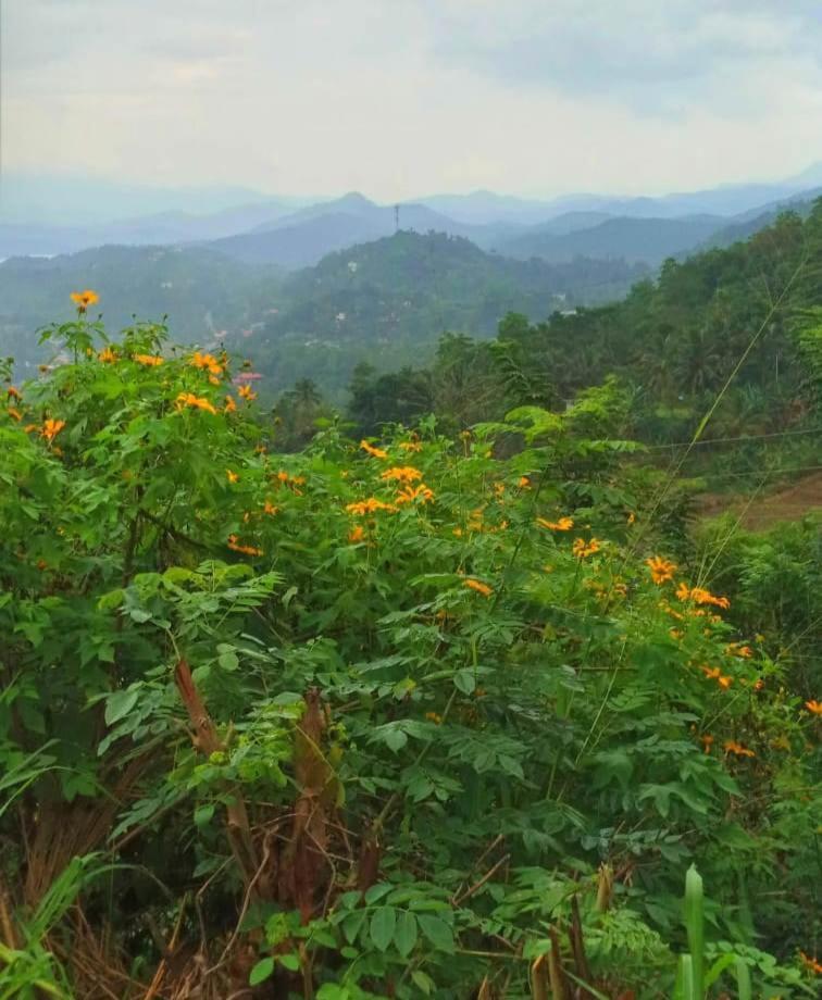 Kandy Ivy Mountain View Resort Extérieur photo